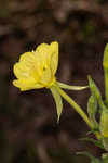 Common evening-primrose